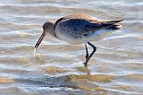 Willet With Catch_38101